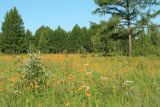 Landscape image