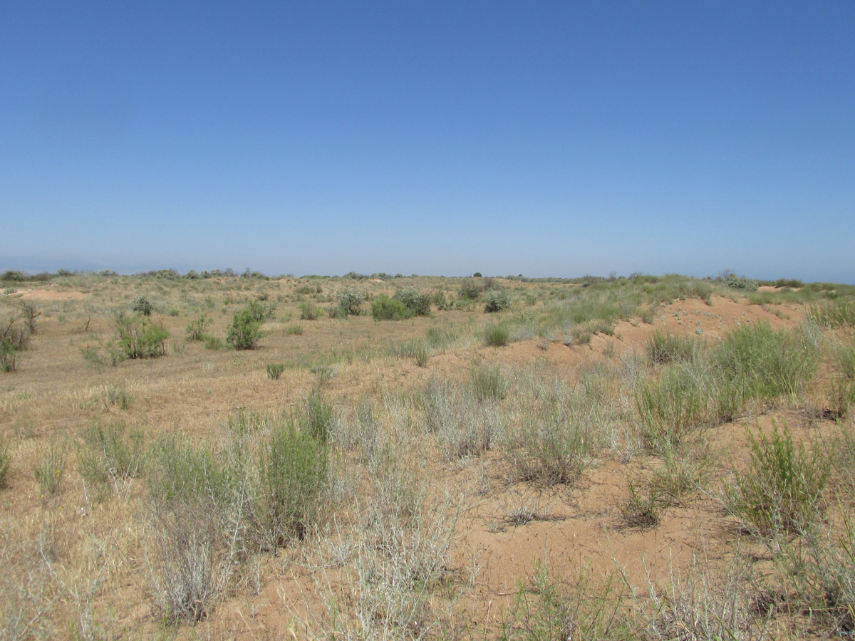 Берег моря у посёлка Мамедкала, image of landscape/habitat.