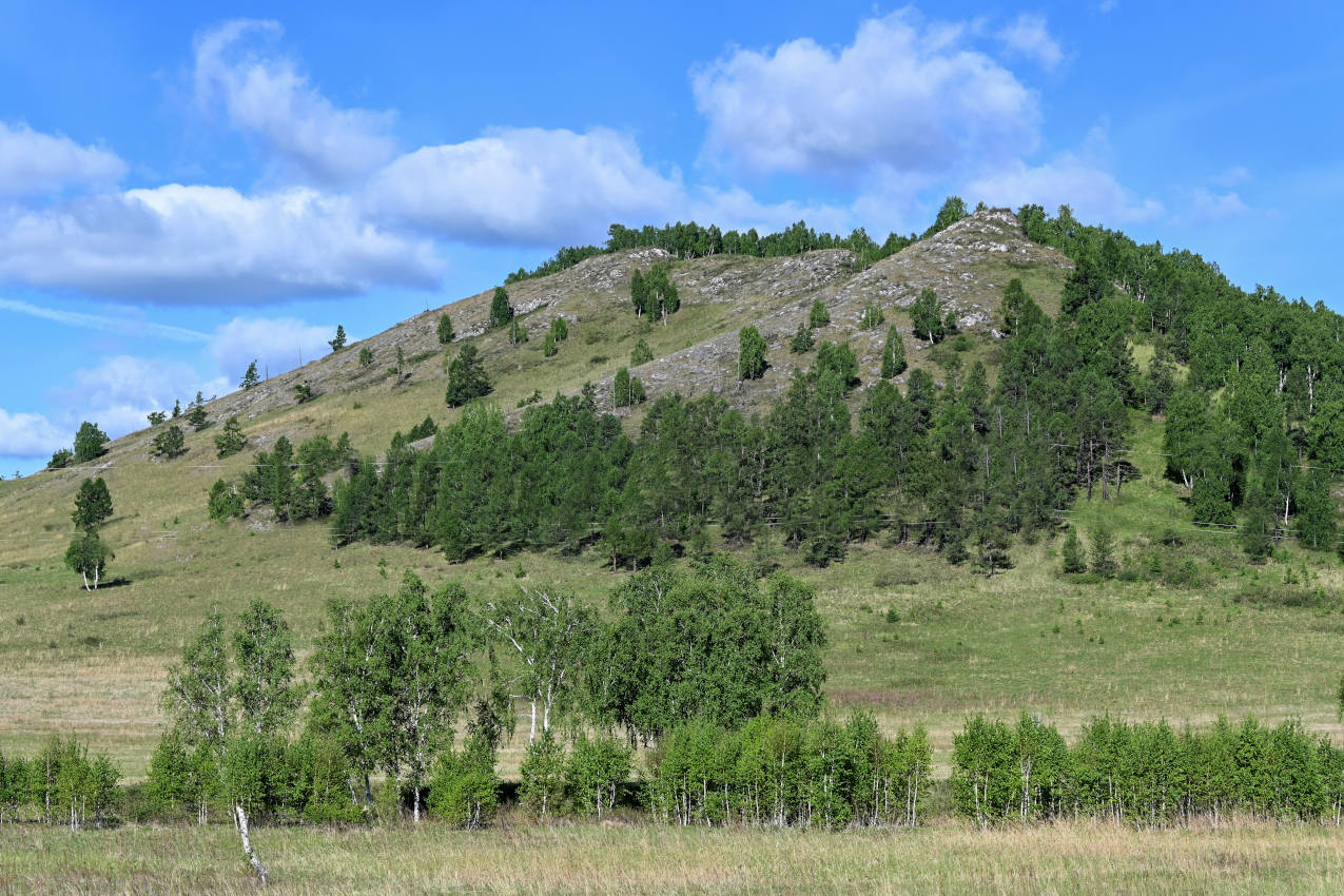 Окрестности села Большая Ерба, image of landscape/habitat.