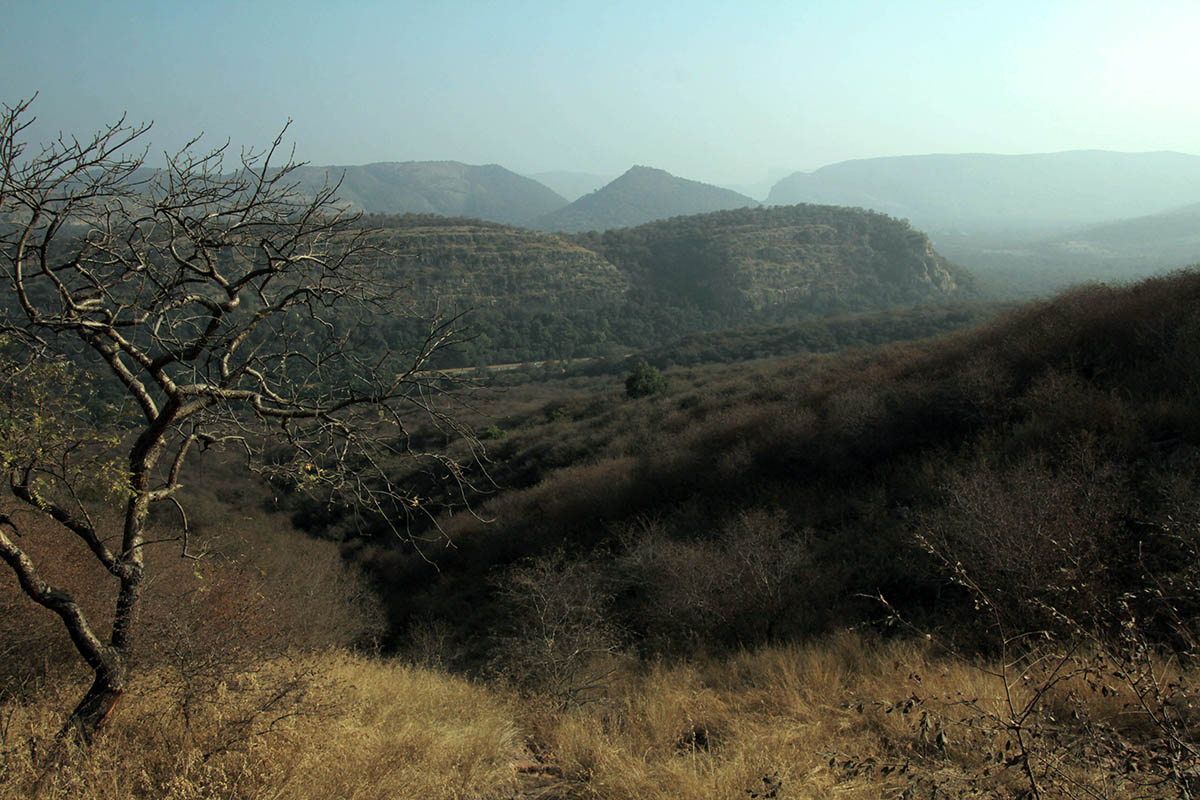 Национальный парк "Рантамбор", image of landscape/habitat.