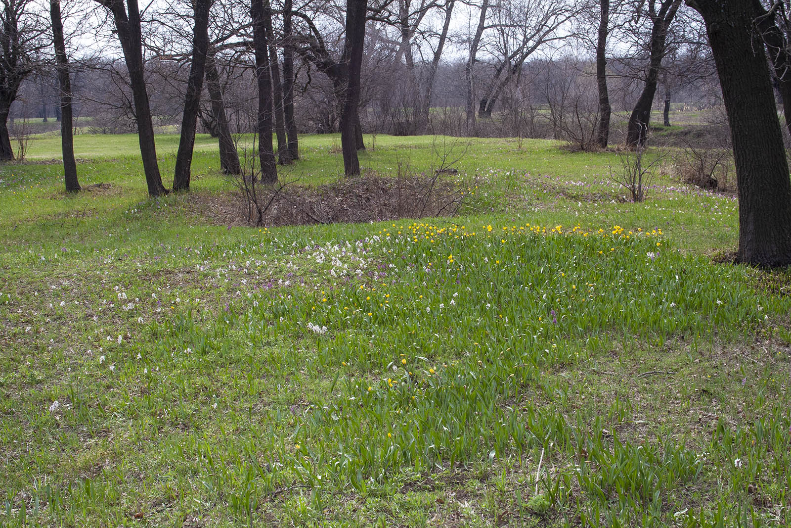 ПП "Волго-Ахтубинская пойма", image of landscape/habitat.