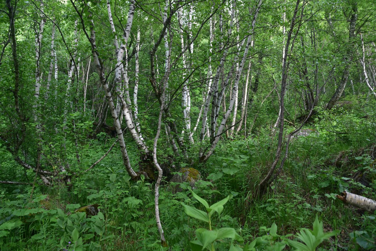 Гора Донгуз-Орун-Гитче-Кара-Баши, изображение ландшафта.