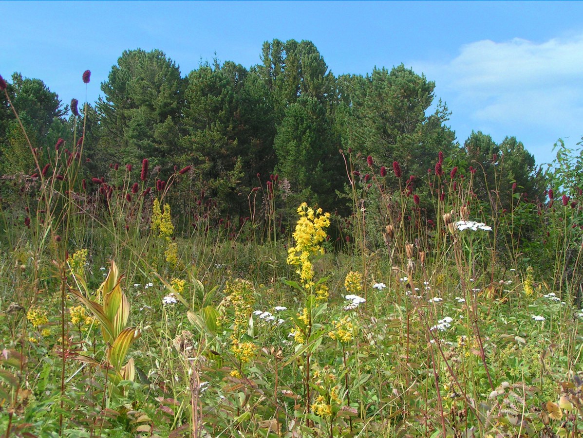 Семинский перевал, image of landscape/habitat.