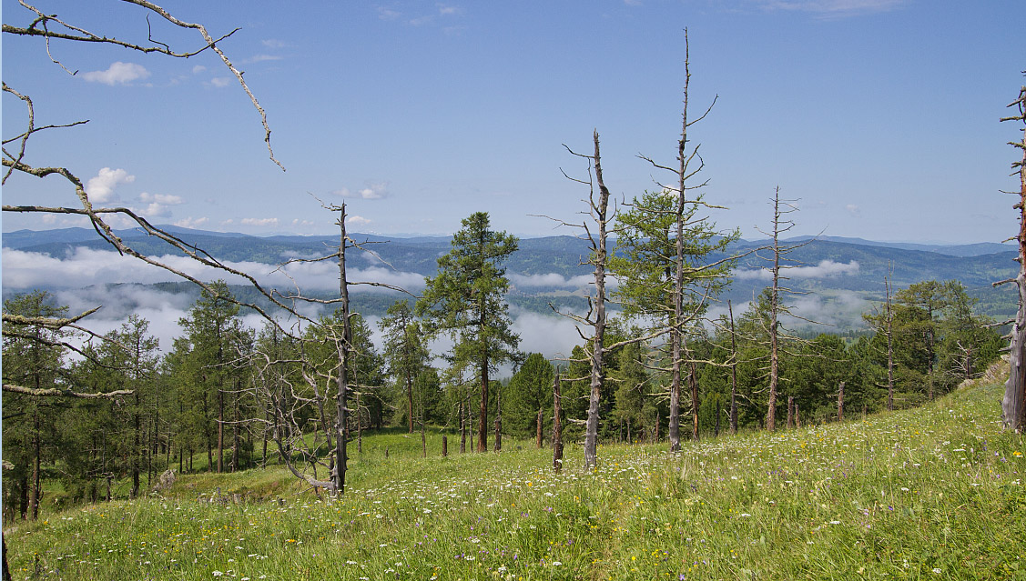 Семинский перевал, image of landscape/habitat.