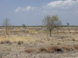 Image of landscape