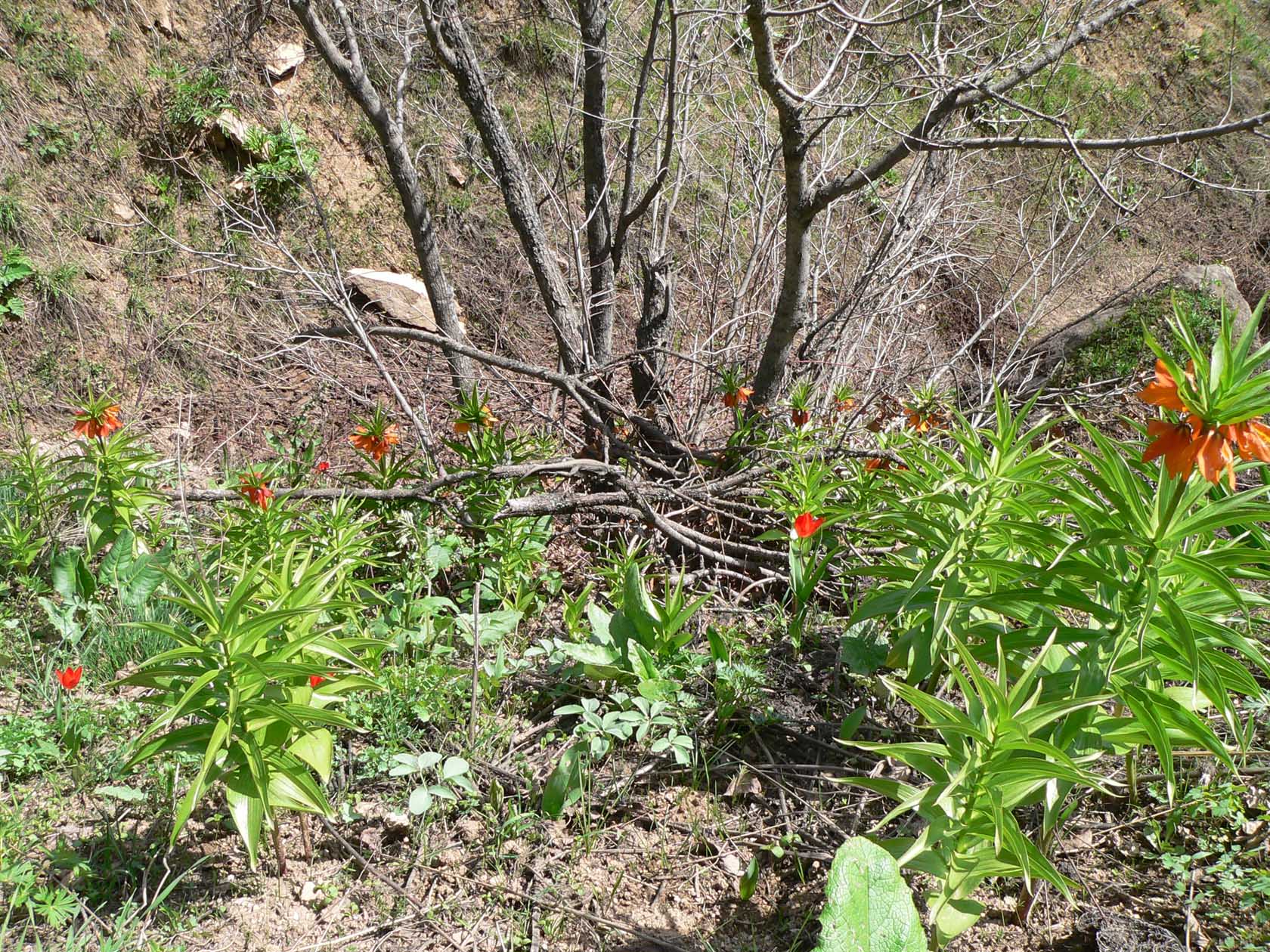 Кондара, image of landscape/habitat.