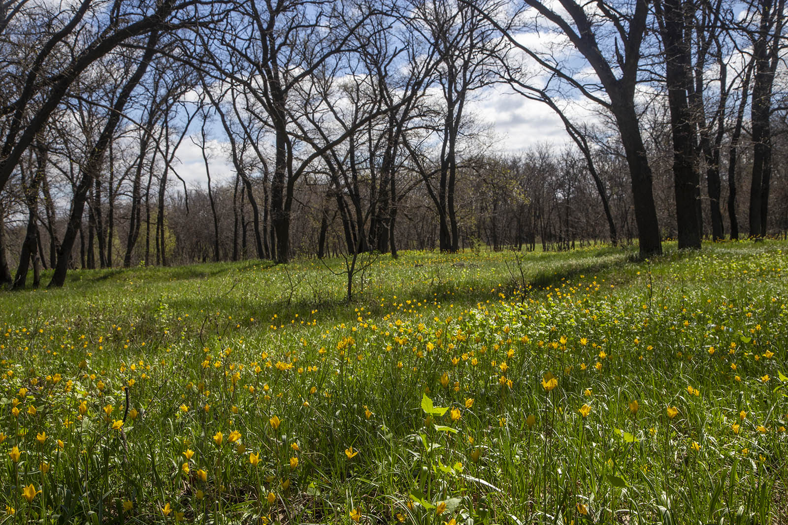 ПП "Волго-Ахтубинская пойма", image of landscape/habitat.