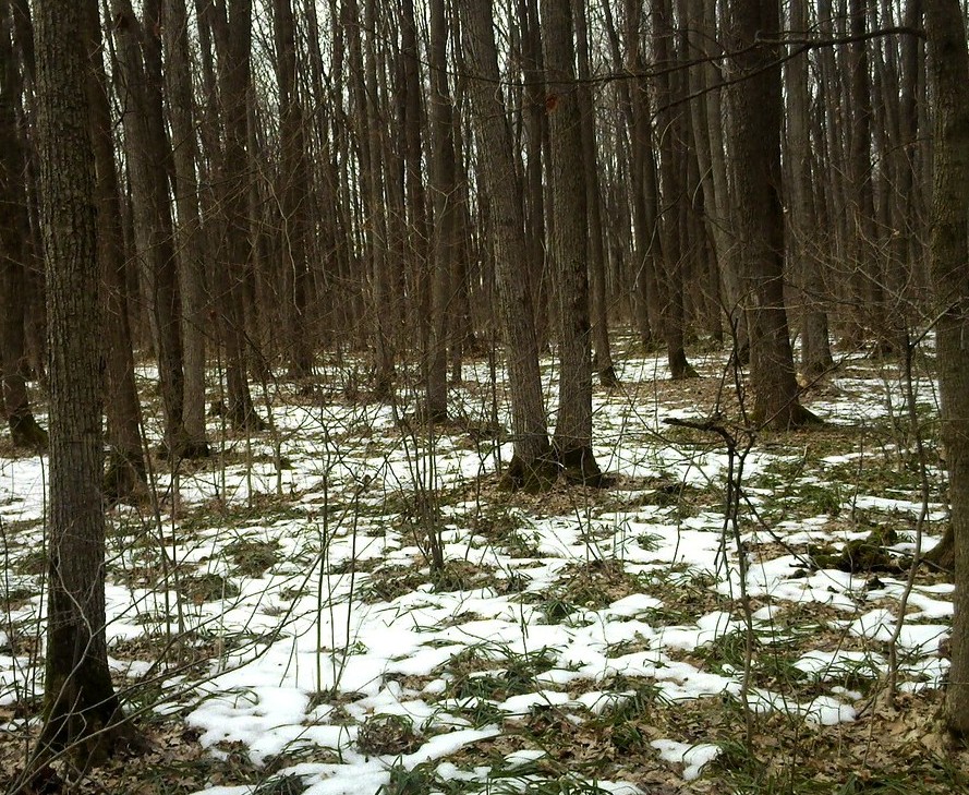 Харьковский Лес, image of landscape/habitat.