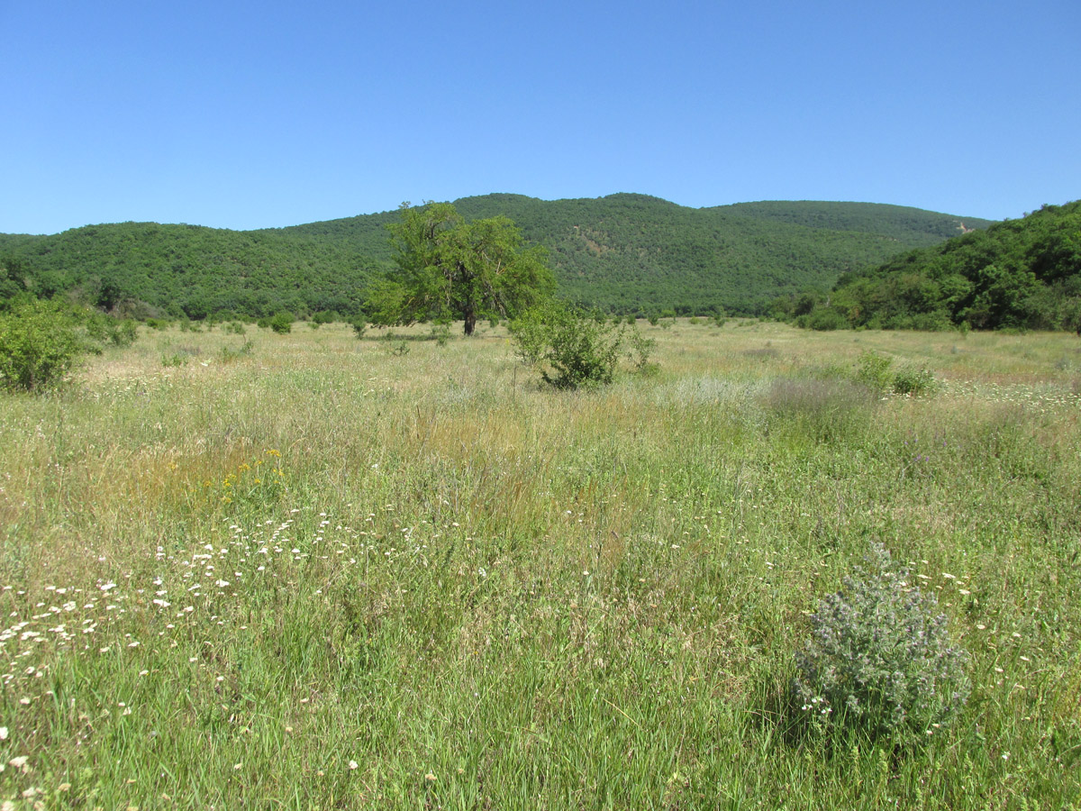 Окрестности села Дарваг, image of landscape/habitat.