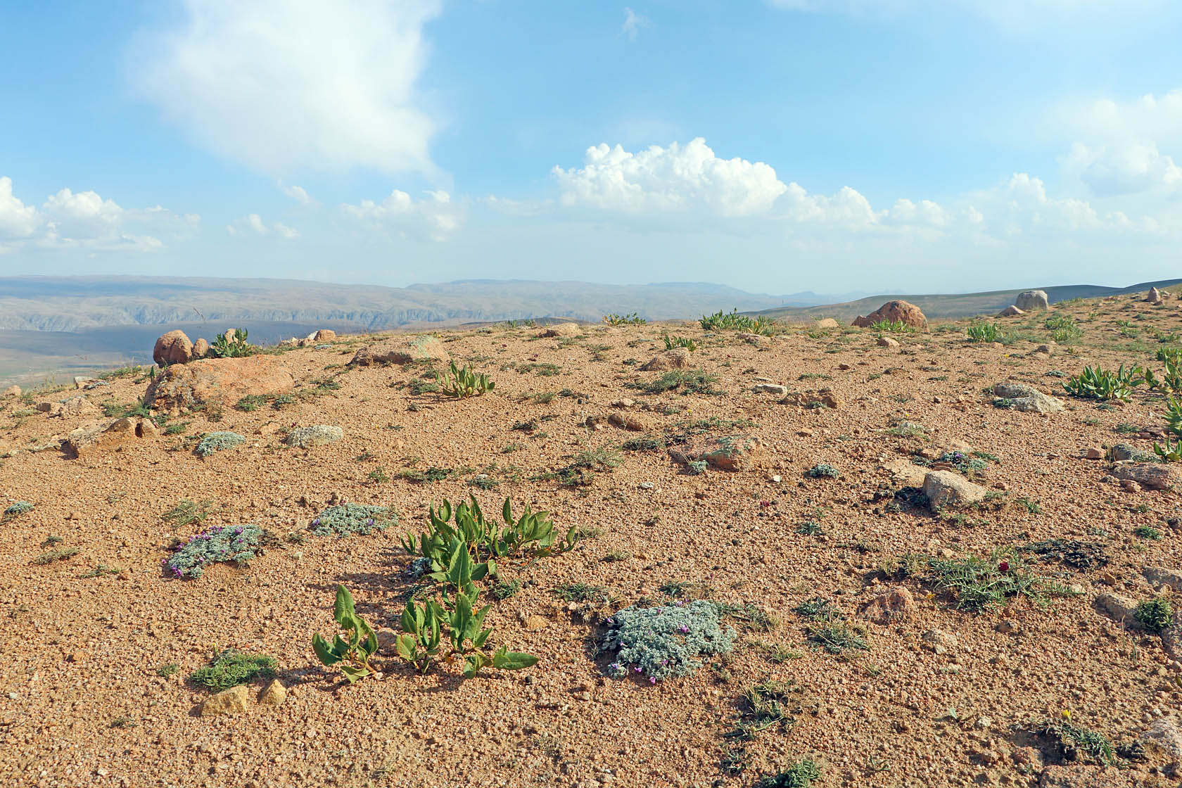 Арашан, image of landscape/habitat.