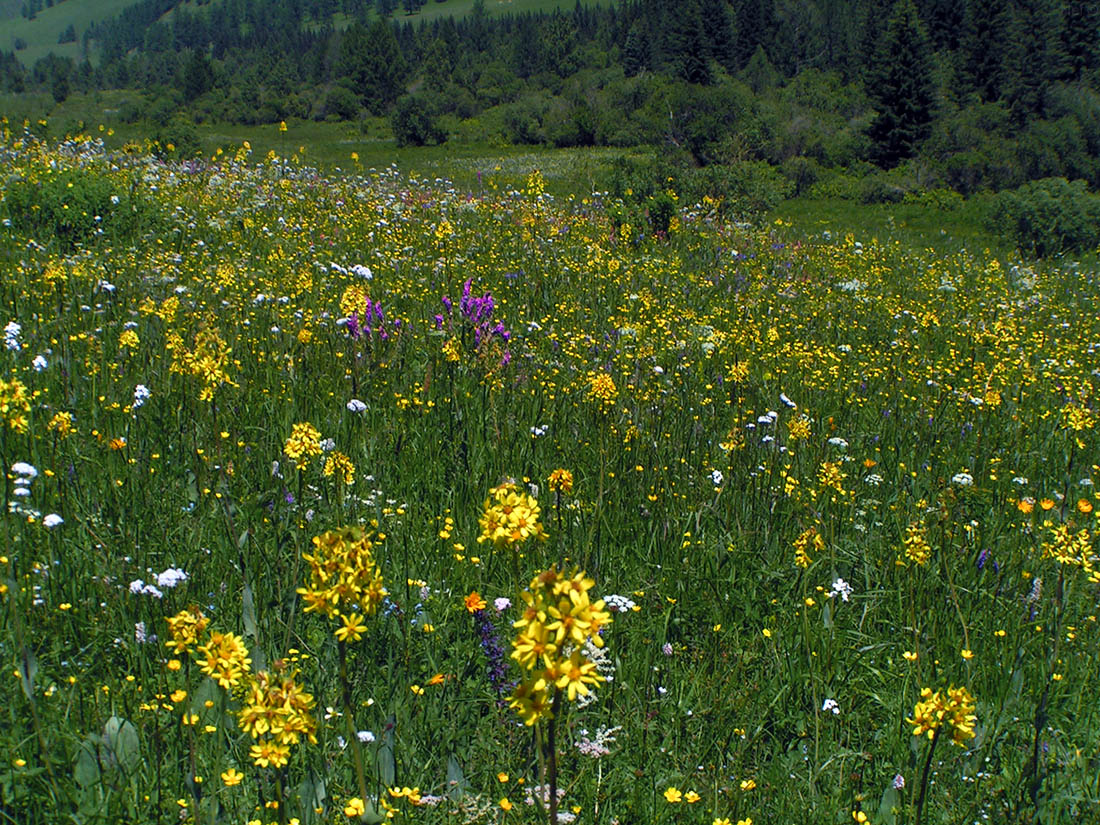 Сема, image of landscape/habitat.