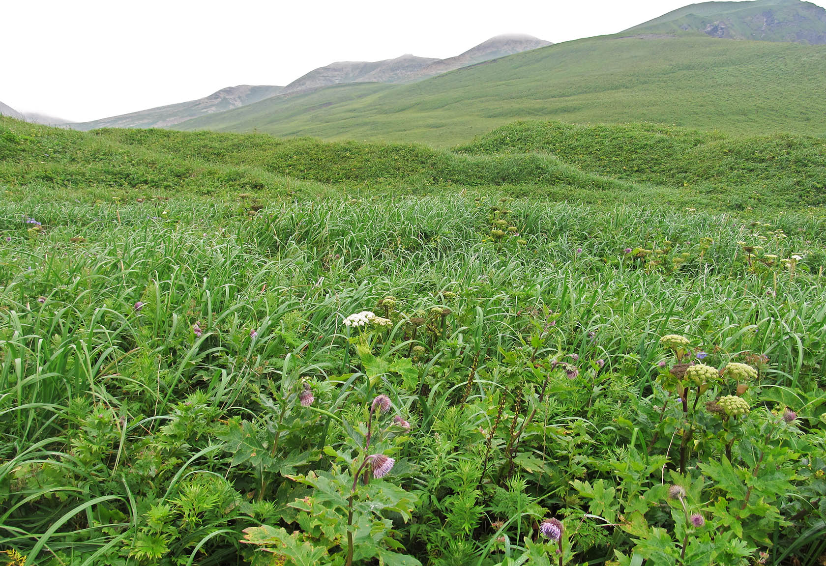 Остров Медный, image of landscape/habitat.