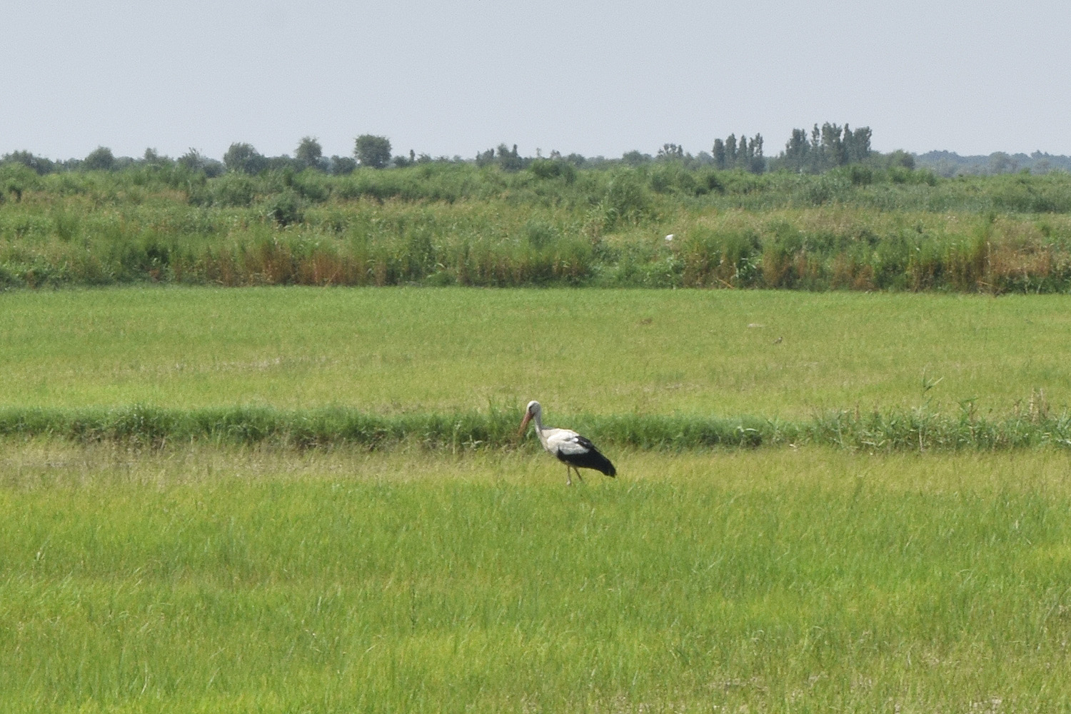 Окрестности кишлака Янги-Хаят, image of landscape/habitat.