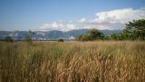 Дендропарк НПИ Куб ГТУ, image of landscape/habitat.