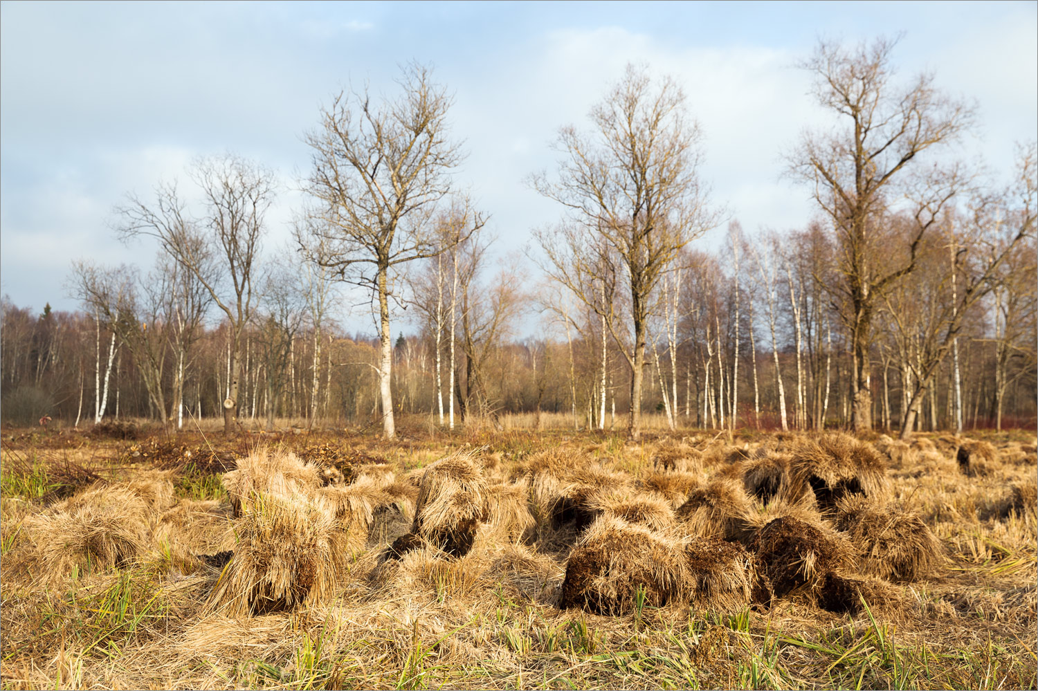 Парк "Зверинец", image of landscape/habitat.