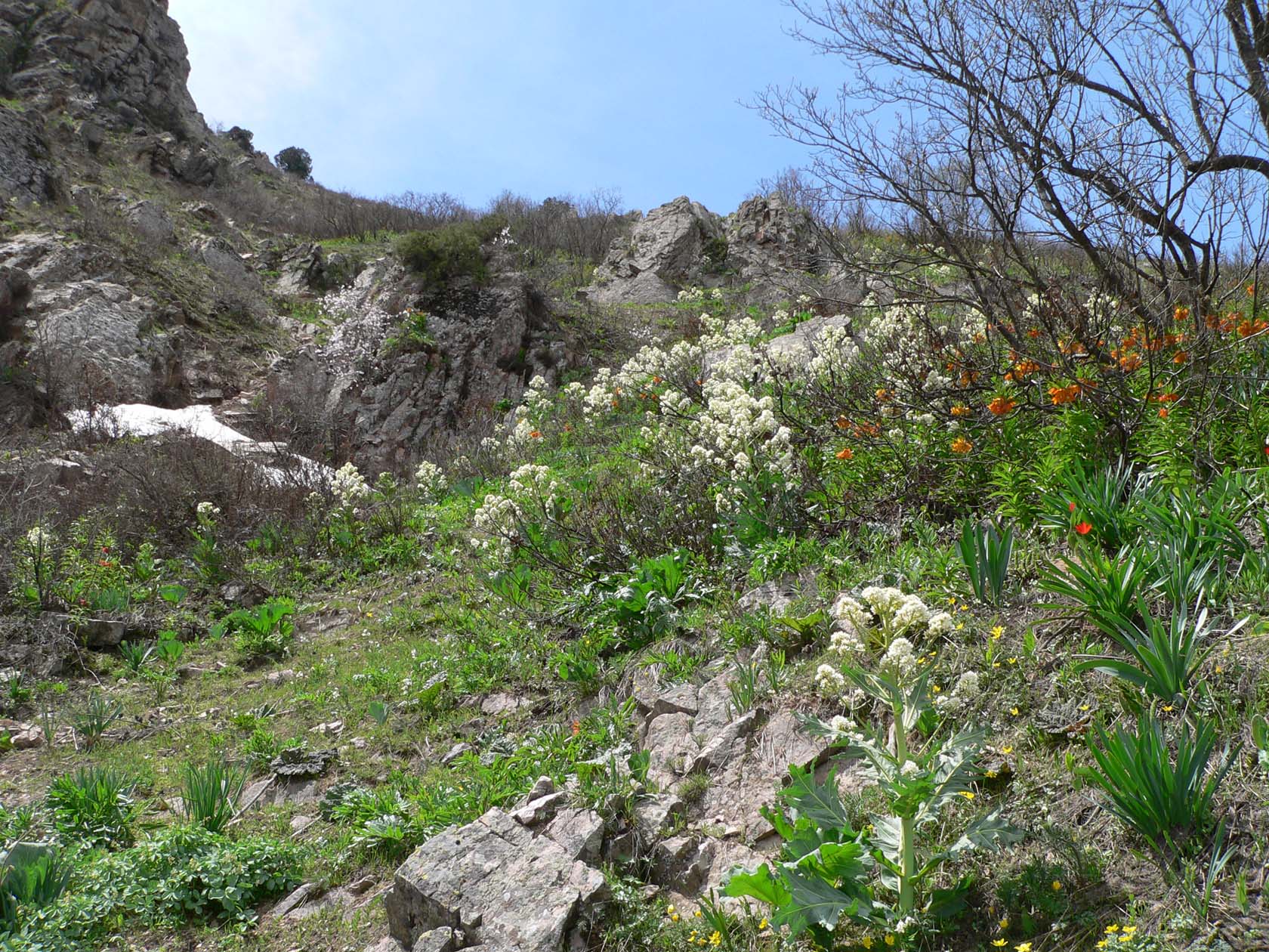 Кондара, image of landscape/habitat.