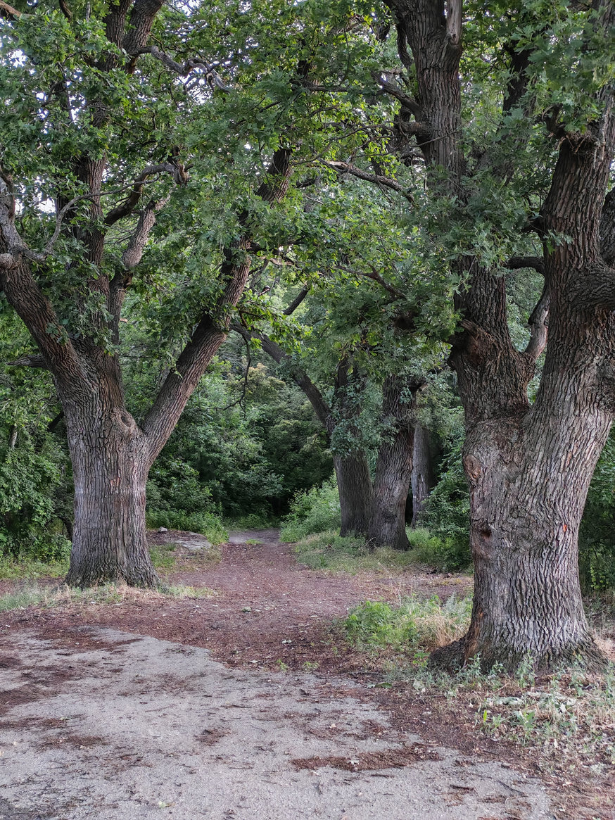 Чапурниковская балка, image of landscape/habitat.