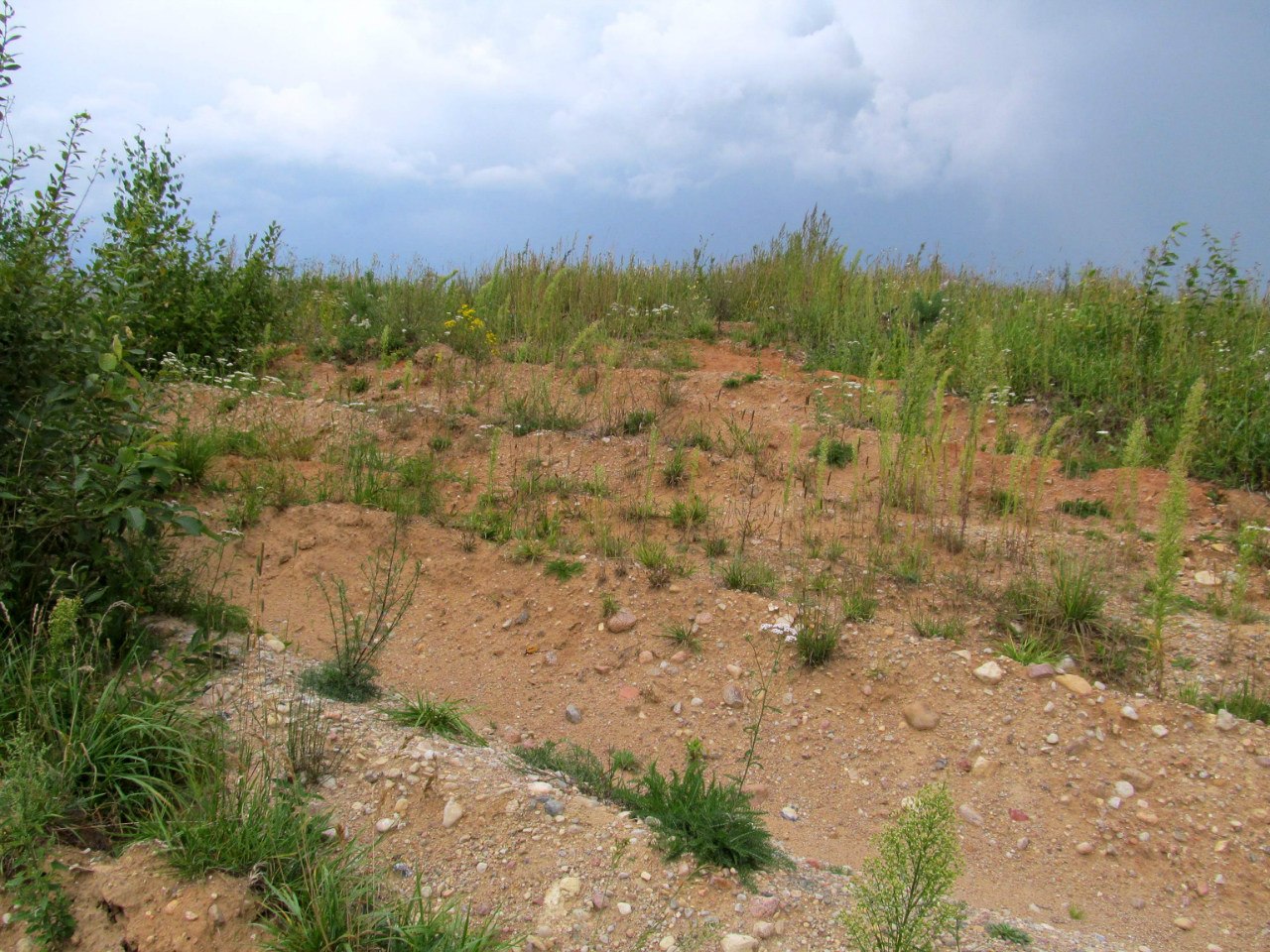 Рекультивированный карьер 2, image of landscape/habitat.