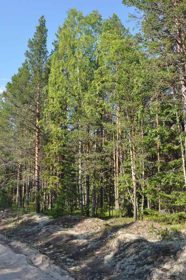 Большой Соловецкий остров, image of landscape/habitat.