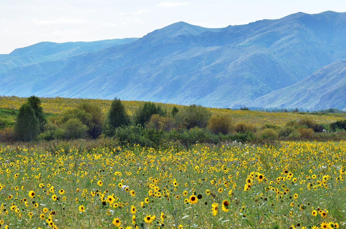 Верховья Лепсы, image of landscape/habitat.
