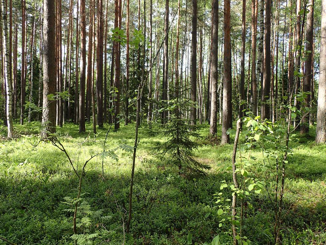 Ларцево, image of landscape/habitat.