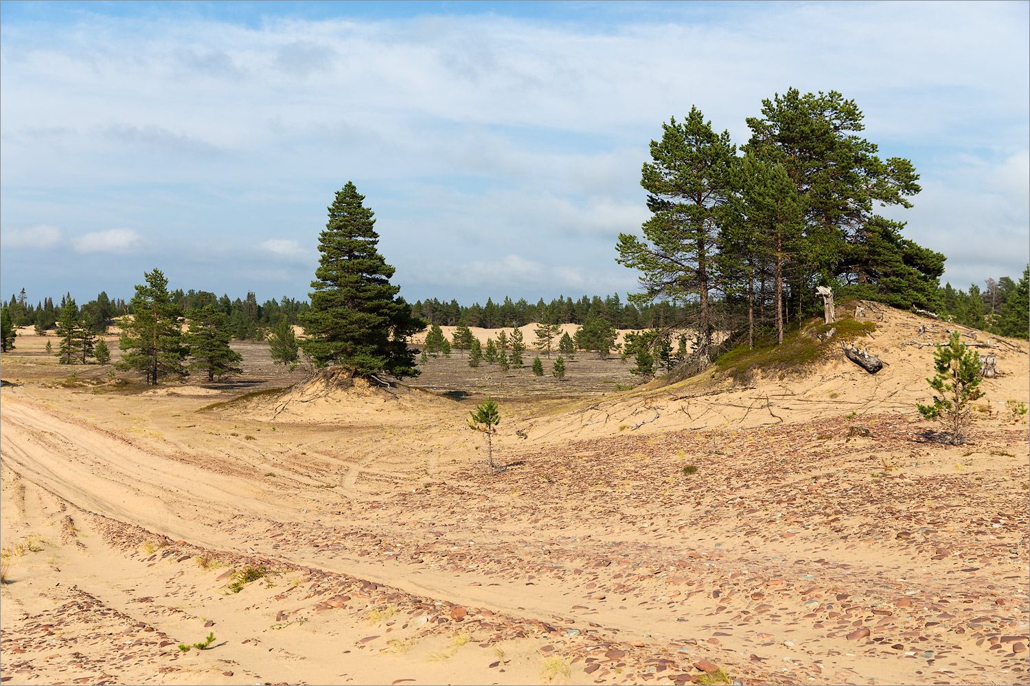 Кузоменьские пески, image of landscape/habitat.