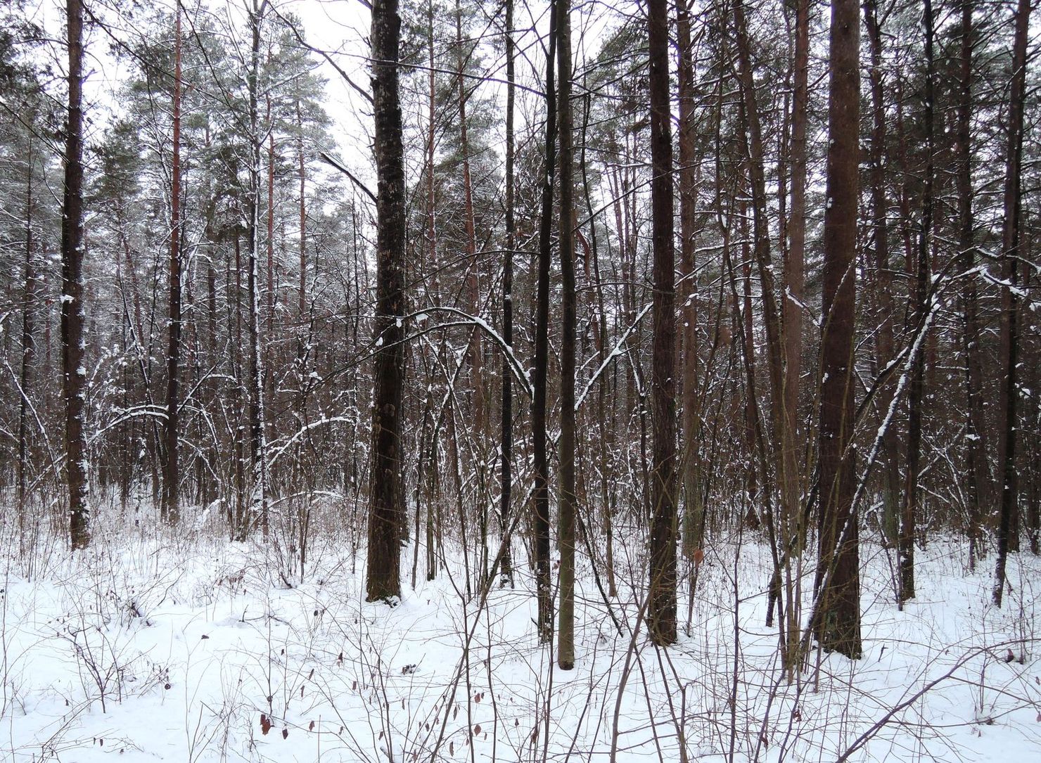 Лесопарк Пышки, image of landscape/habitat.