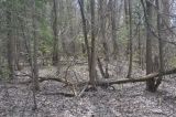 Окрестности деревни Чёлохово, image of landscape/habitat.