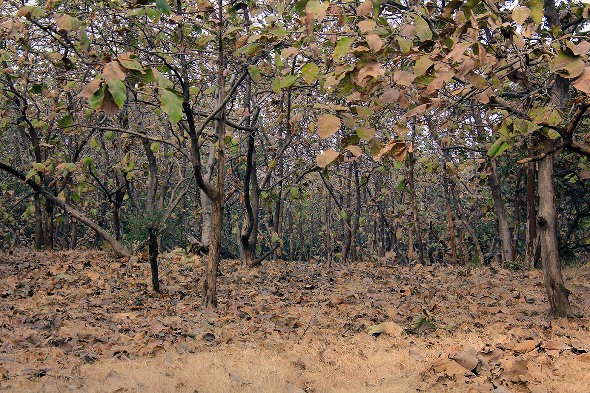 Национальный парк "Гирский лес", image of landscape/habitat.