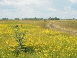 Окрестности Куликовки, image of landscape/habitat.