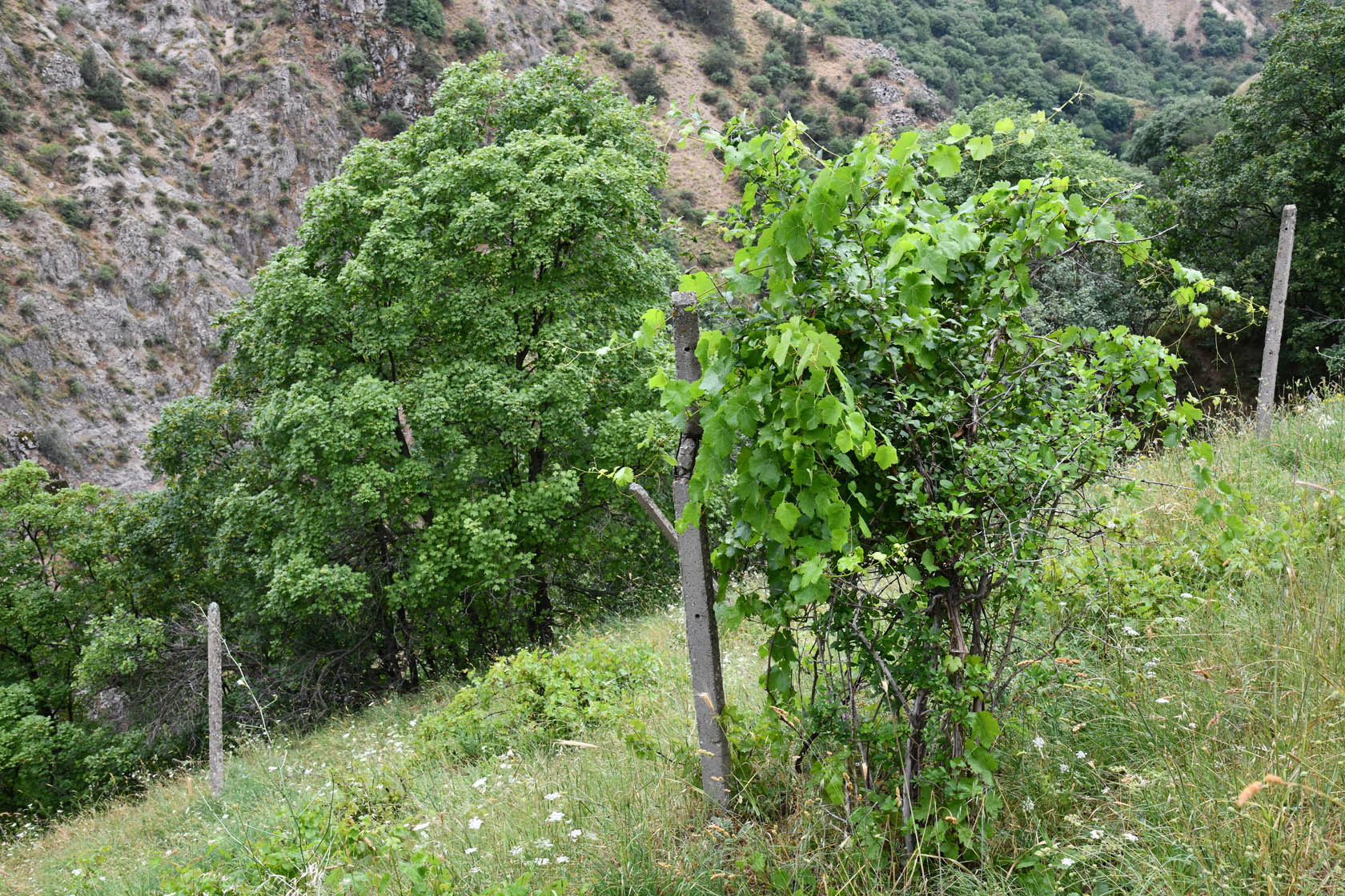 Кондара, image of landscape/habitat.