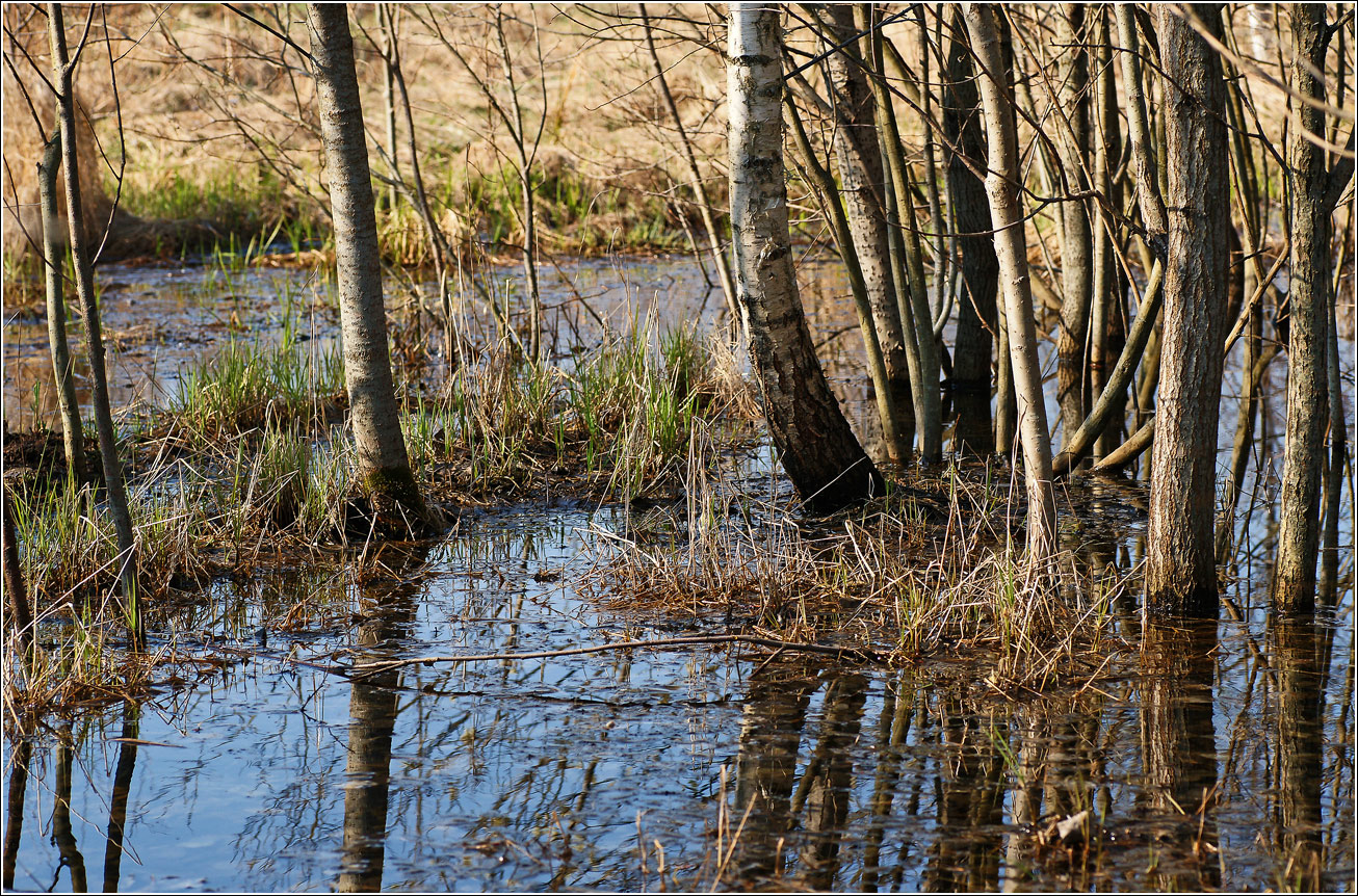 Окрестности Хрипани, image of landscape/habitat.