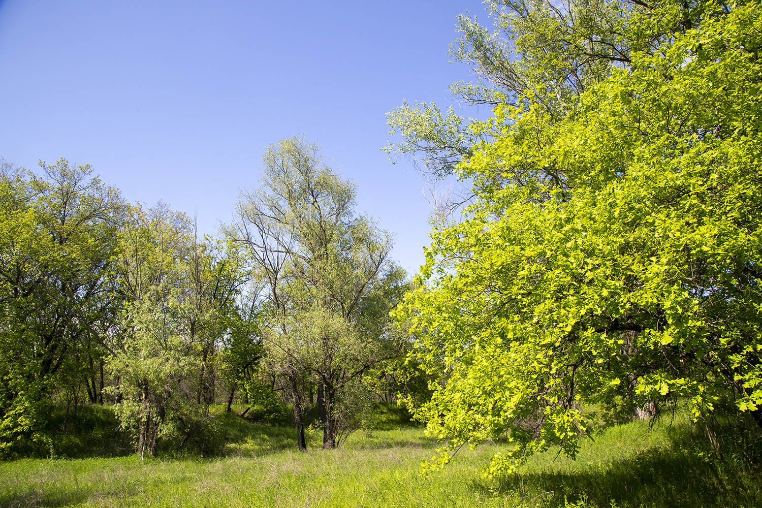 ПП "Волго-Ахтубинская пойма", image of landscape/habitat.