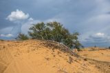 Заказник "Нижне-Кундрюченский", image of landscape/habitat.