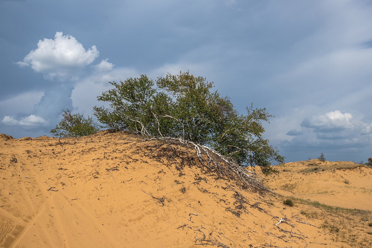Заказник "Нижне-Кундрюченский", image of landscape/habitat.