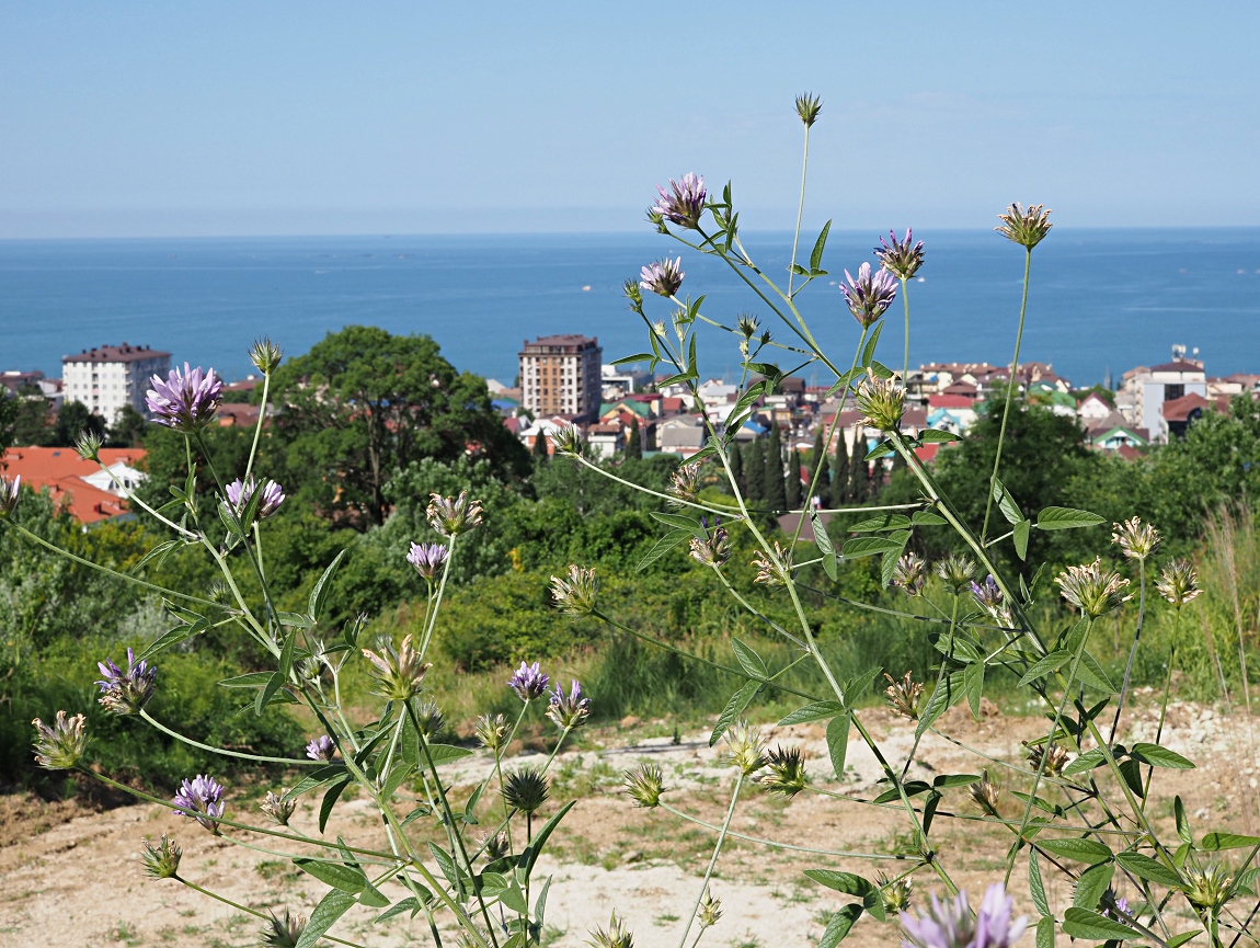 Адлер и окрестности, image of landscape/habitat.