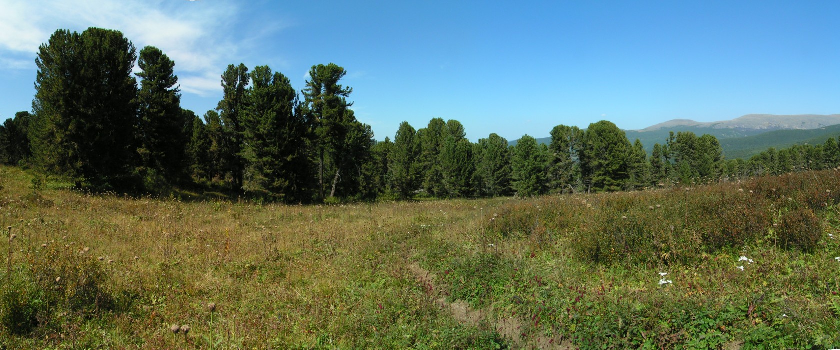 Семинский перевал, image of landscape/habitat.