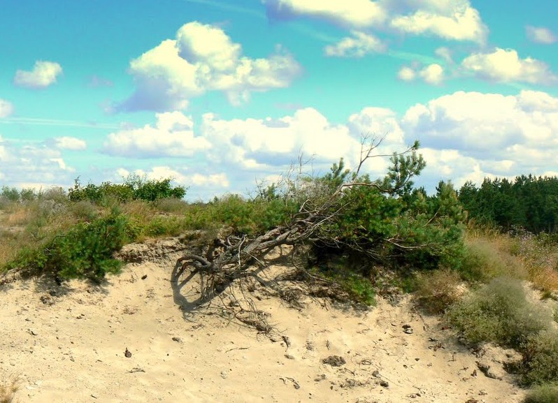 Окрестности Смильтине, image of landscape/habitat.