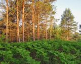 Клец, image of landscape/habitat.