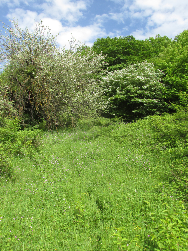 Окрестности села Татиль, image of landscape/habitat.
