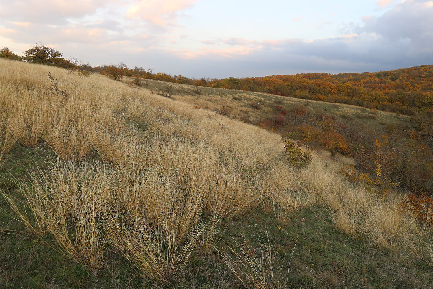 Вершина 309, image of landscape/habitat.