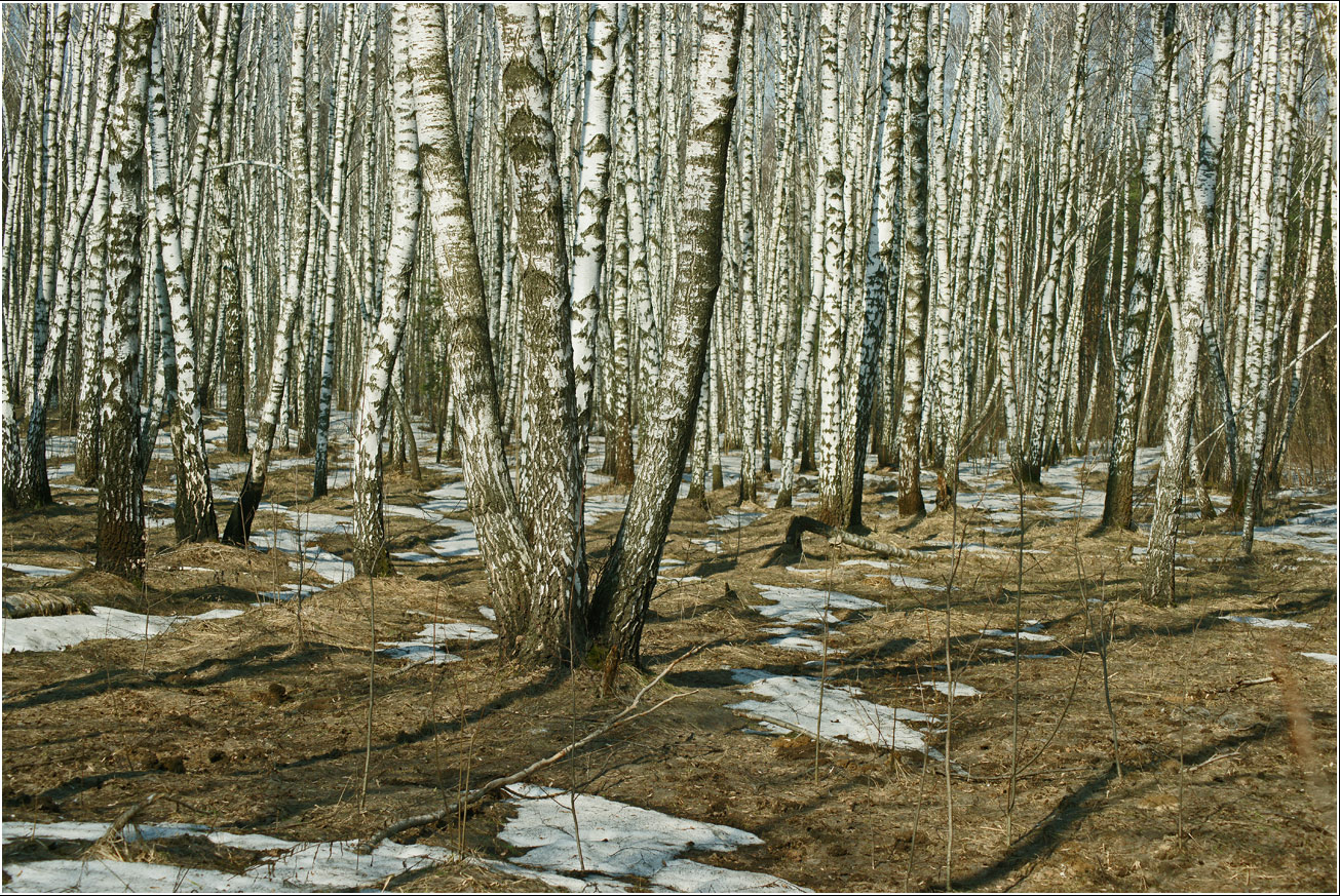 Кузьминский лесопарк, изображение ландшафта.