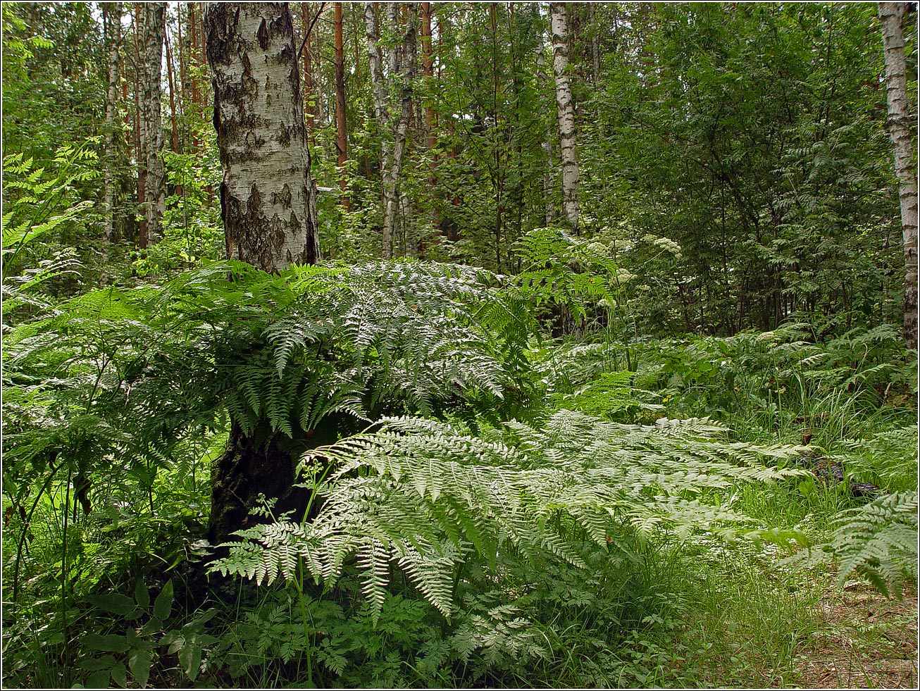 Окрестности Хрипани, image of landscape/habitat.