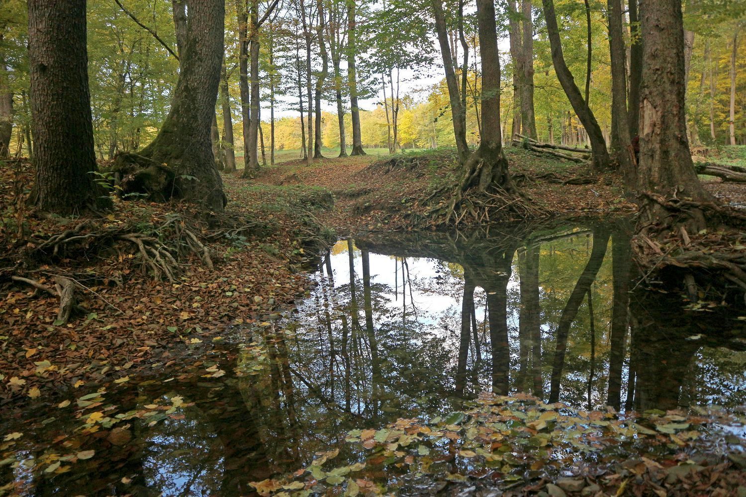Тамбовская Щель, image of landscape/habitat.