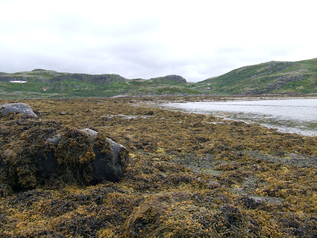 Кут Ярнышной губы, image of landscape/habitat.