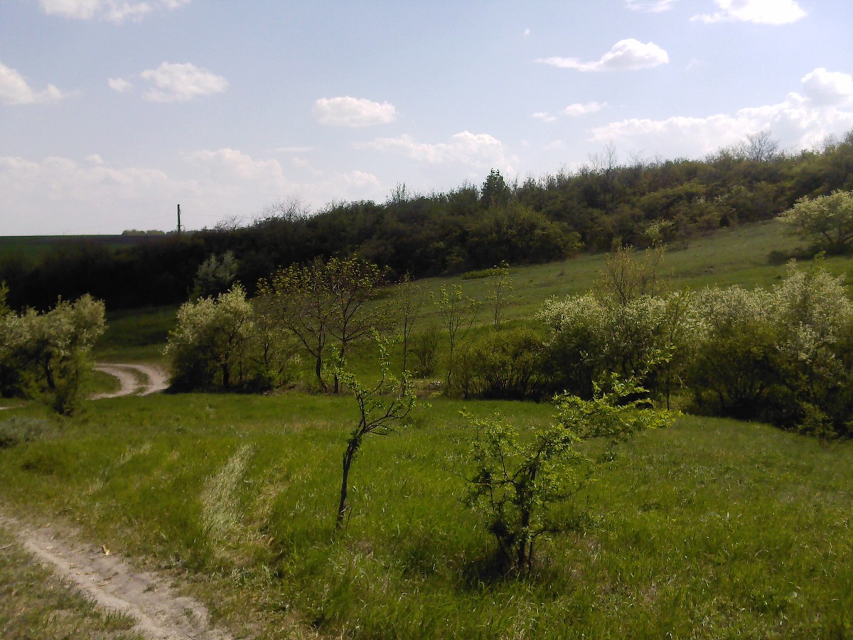 Новосветловка, image of landscape/habitat.