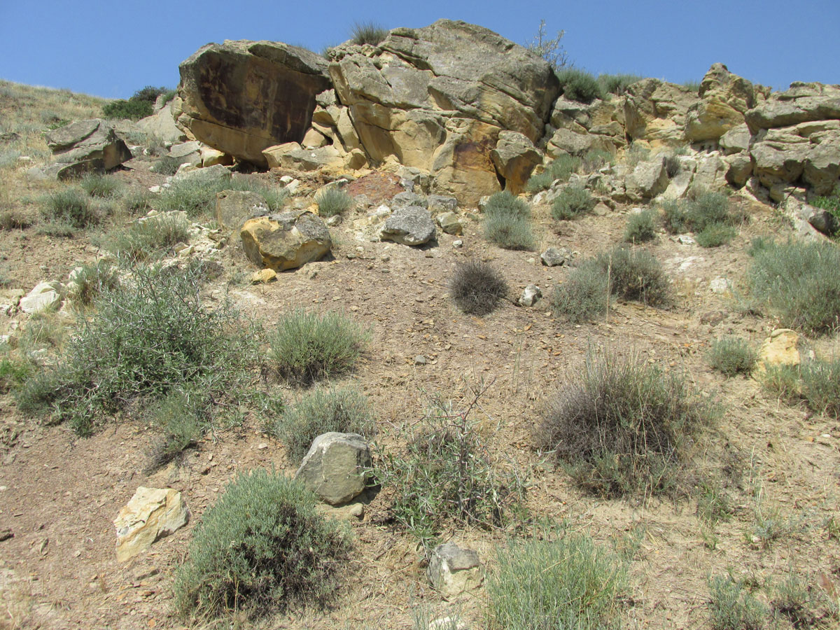 Долина реки Шураозень, image of landscape/habitat.