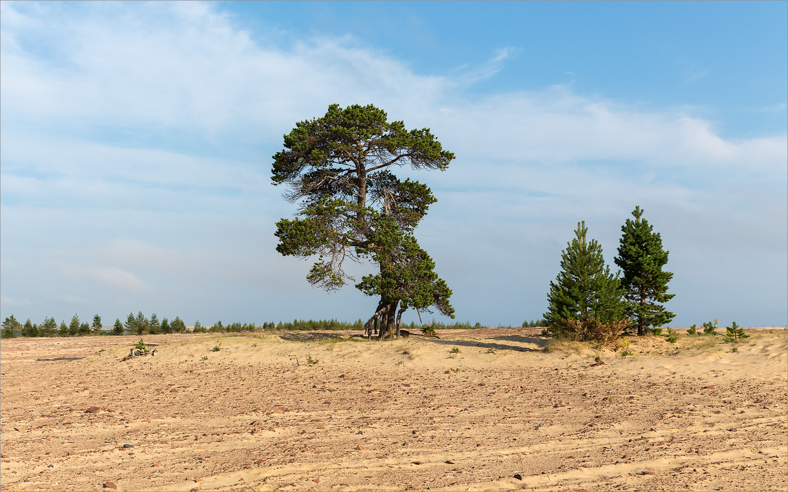 Кузоменьские пески, image of landscape/habitat.