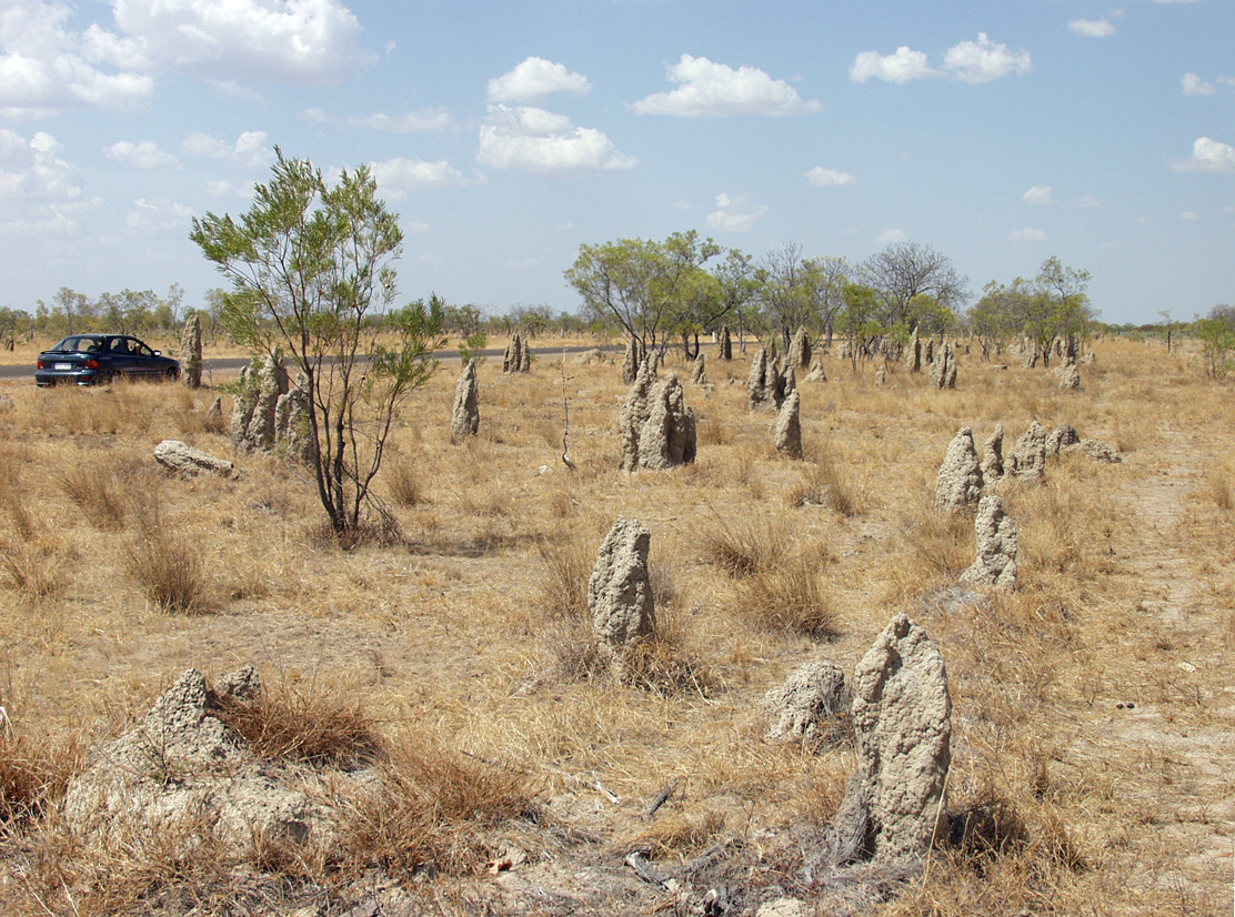 Karumba и окрестности, изображение ландшафта.