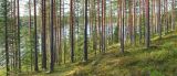 Окрестности Ихалы, image of landscape/habitat.